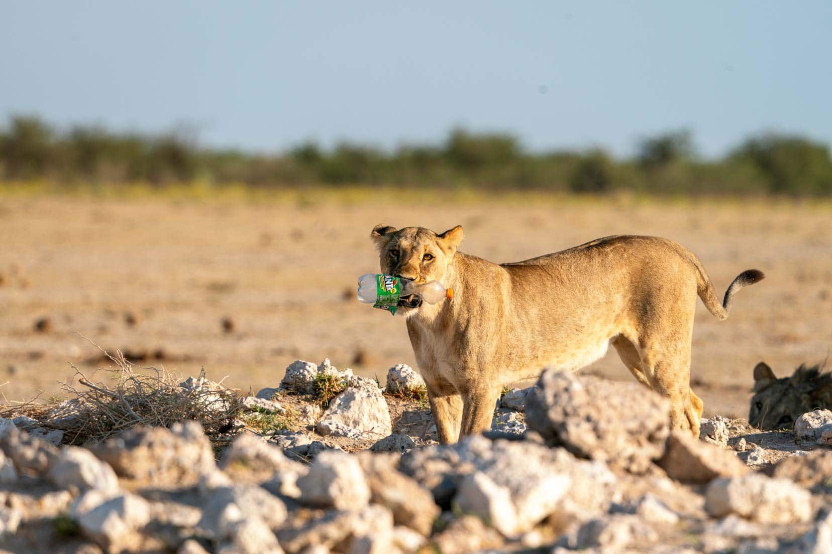 lioness with a plastic bottle in her mouth