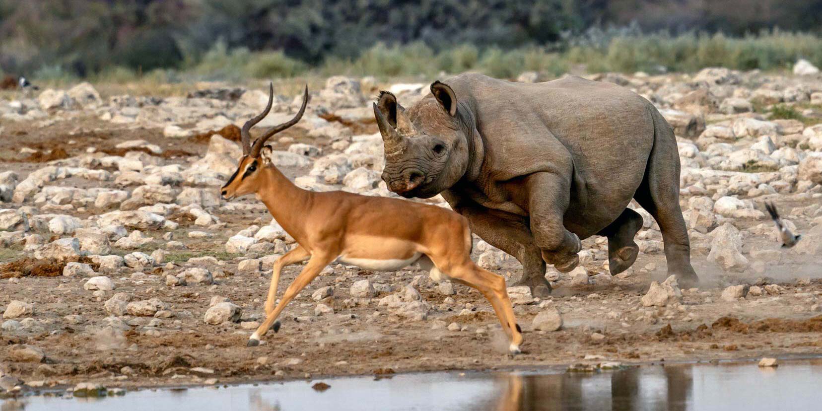 Rhino-and-Springbok-Etosha-Header-