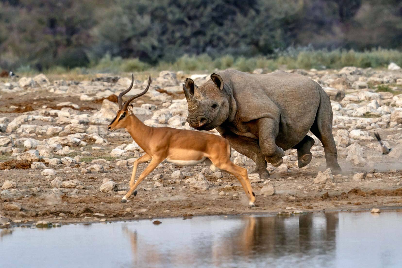 Rhino-and-Springbok-Etosha